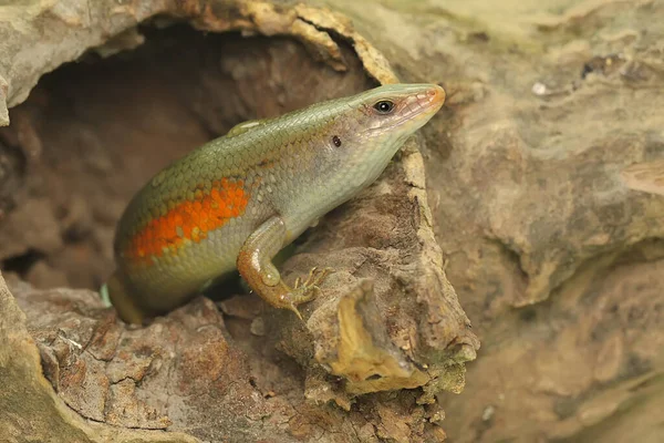 Skink Comum Adulit Sol Está Banhando Sol Antes Começar Suas — Fotografia de Stock