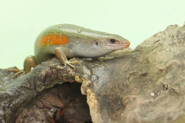 Skink Comum Adulit Sol Está Banhando Sol Antes Começar Suas — Fotografia de Stock