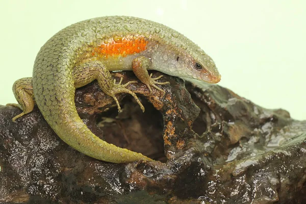 Adulit Common Sun Skink Sunbathing Starting His Daily Activities Reptile — Stock Photo, Image