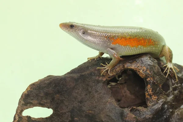 Yaygın bir güneş lekesi günlük aktivitelerine başlamadan önce güneşleniyor. Bu sürüngenin bilimsel adı Mabouya multifasciata.. 