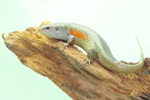 Adulit Common Sun Skink Sunbathing Starting His Daily Activities Reptile — Stock Photo, Image