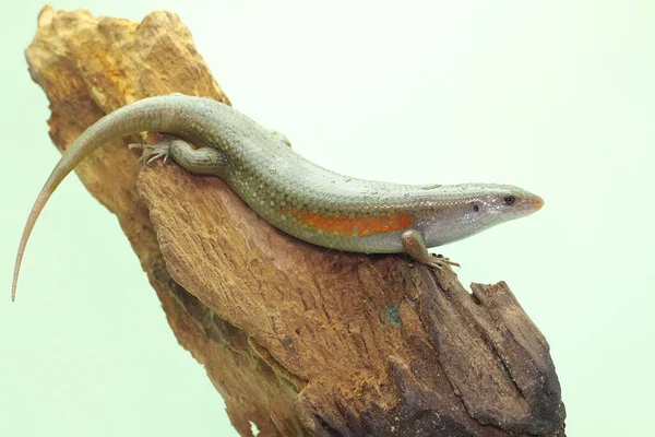 Yaygın bir güneş lekesi günlük aktivitelerine başlamadan önce güneşleniyor. Bu sürüngenin bilimsel adı Mabouya multifasciata.. 