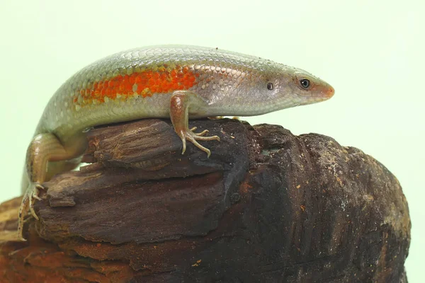 Yaygın bir güneş lekesi günlük aktivitelerine başlamadan önce güneşleniyor. Bu sürüngenin bilimsel adı Mabouya multifasciata.. 