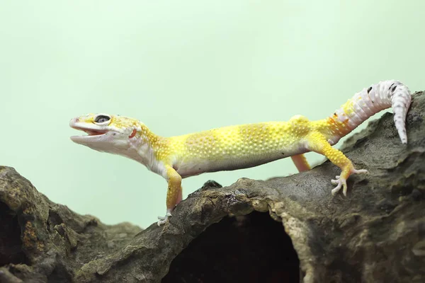 Leopard Gecko Basking Rotting Log Reptiles Attractive Colors Have Scientific — Stock Photo, Image