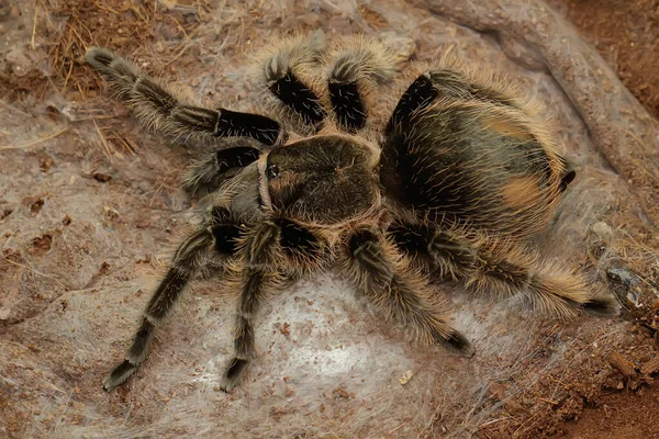 Bir tarantula saldırgan davranışlar sergiliyor. Tüm türler zehirlidir, ama insanlar için ölümcül değildir.. 