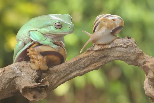 Uma Árvore Despejada Que Descansa Com Dois Caracóis Num Tronco — Fotografia de Stock