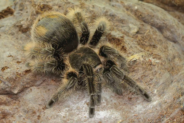 Bir tarantula saldırgan davranışlar sergiliyor. Tüm türler zehirlidir, ama insanlar için ölümcül değildir.. 