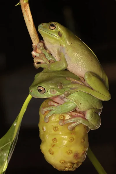 Dwie Wywrotki Litoria Caerulea Spoczywające Krzewie — Zdjęcie stockowe