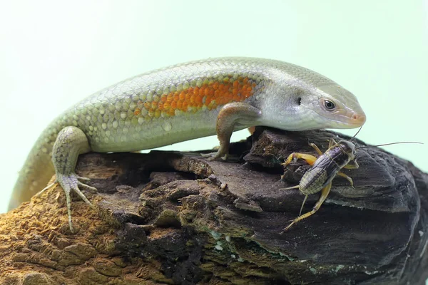 Yaygın bir güneş lekesi günlük aktivitelerine başlamadan önce güneşleniyor. Bu sürüngenin bilimsel adı Mabouya multifasciata.. 