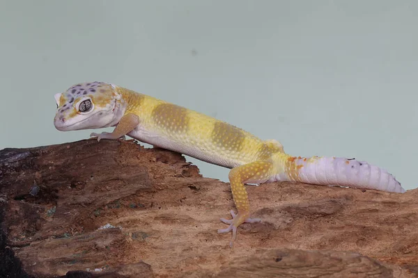 Çürüyen bir kütüğün üzerinde güneşlenen bir leopar kertenkelesi. Çekici renklere sahip sürüngenlerin bilimsel adı Eublepharis macularius 'dur.. 