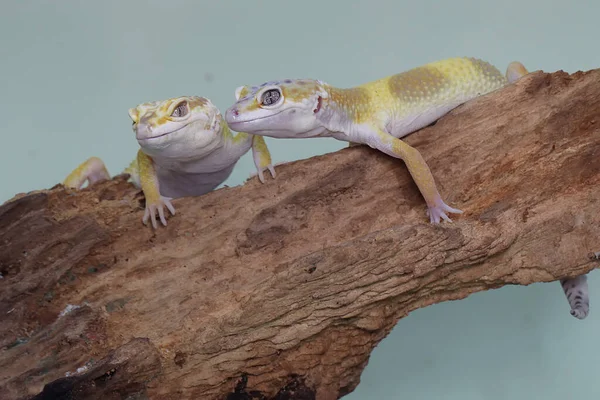 Deux Geckos Léopards Bronzant Sur Une Bûche Pourrie Reptiles Avec — Photo