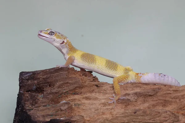 Ein Leopard Gecko Sonnt Sich Auf Einem Morschen Baumstamm Reptilien — Stockfoto