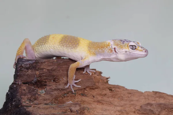 Gecko Léopard Prélassant Sur Une Bûche Pourrie Reptiles Avec Des — Photo