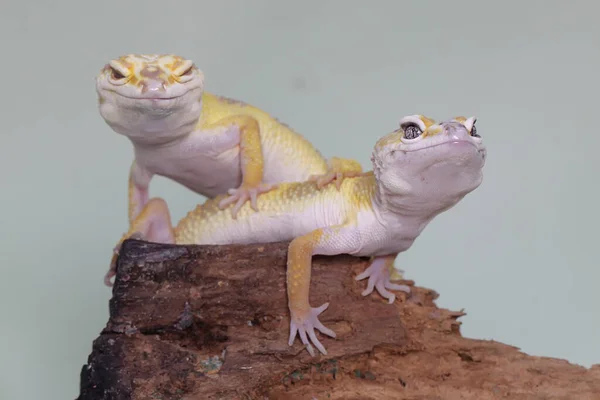 Dois Leopardos Geckos Apanhar Sol Num Tronco Podre Répteis Com — Fotografia de Stock