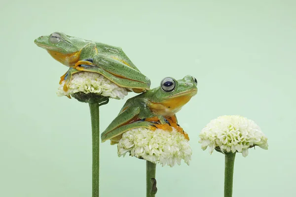 Dvě Zelené Stromové Žáby Spočívají Listech Divoké Rostliny Tento Obojživelník — Stock fotografie