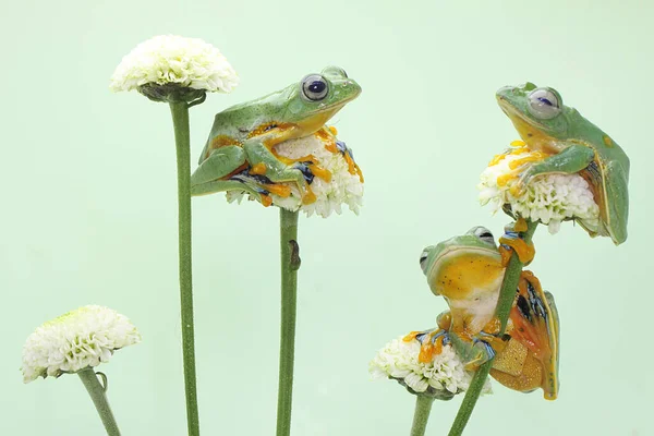 Tři Zelené Stromové Žáby Spočívají Listech Divoké Rostliny Tento Obojživelník — Stock fotografie