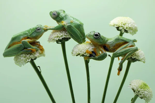 3匹の緑のカエルが野生の花で獲物を探しています この両生類の学名はRhacophorus Renwardtiiです — ストック写真