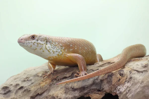 Büyük bir maymun günlük aktivitelerine başlamadan önce güneşleniyor. Doğal yaşam alanı Papua Yeni Gine ve Avustralya olan bu sürüngenin bilimsel adı Bellatorias frerei 'dir.. 