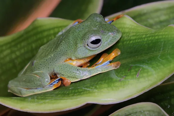 Listech Divoké Rostliny Odpočívá Zelená Žába Tento Obojživelník Vědecké Jméno — Stock fotografie