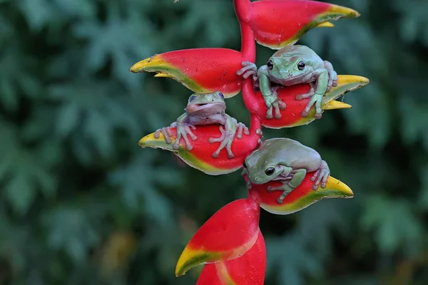 Üç yeşil ağaç kurbağası kır çiçeklerinde avlanıyor. Bu amfibyumun bilimsel adı Rhacophorus reinwardtii. 