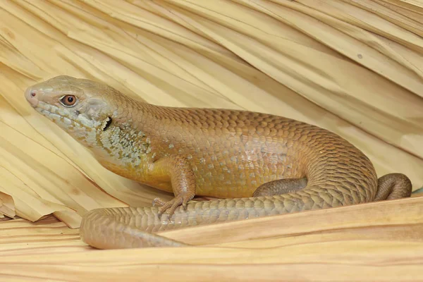 Büyük bir maymun günlük aktivitelerine başlamadan önce güneşleniyor. Doğal yaşam alanı Papua Yeni Gine ve Avustralya olan bu sürüngenin bilimsel adı Bellatorias frerei 'dir.. 