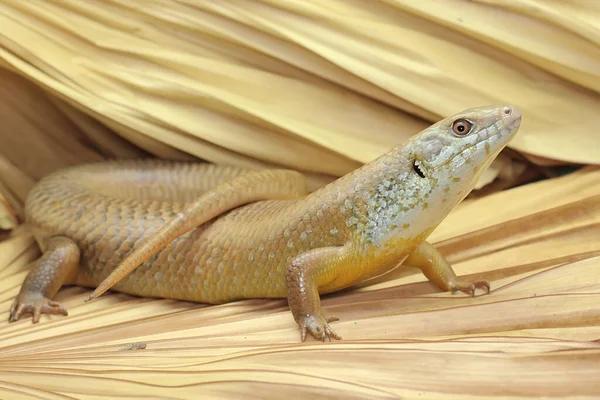 Büyük bir maymun günlük aktivitelerine başlamadan önce güneşleniyor. Doğal yaşam alanı Papua Yeni Gine ve Avustralya olan bu sürüngenin bilimsel adı Bellatorias frerei 'dir.. 