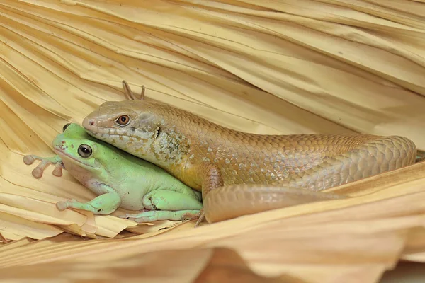 Grande Skink Tomar Sol Antes Começar Suas Atividades Diárias Este — Fotografia de Stock