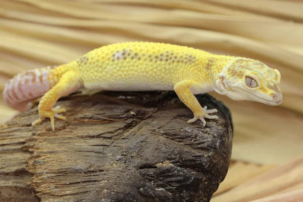 Leopard Gecko Basking Rotting Log Reptiles Attractive Colors Have Scientific — Stock Photo, Image
