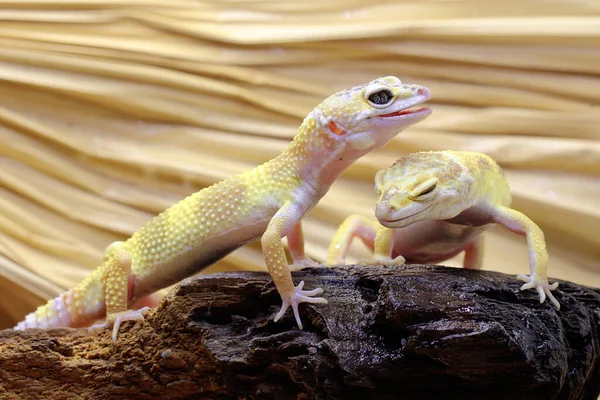 Çürüyen bir kütükte güneşlenen iki leopar kertenkelesi. Çekici renklere sahip sürüngenlerin bilimsel adı Eublepharis macularius 'dur.. 