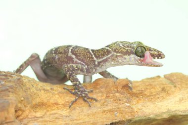 Orman şeritli bir kertenkele kuru bir kütükte av arıyor. Bilimsel adı Cyrtodactylus consobrinus olan bu kertenkelenin Malezya Yarımadası, Borneo (Sarawak), Endonezya. 