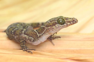 Orman şeritli bir kertenkele kuru bir kütükte av arıyor. Bilimsel adı Cyrtodactylus consobrinus olan bu kertenkelenin Malezya Yarımadası, Borneo (Sarawak), Endonezya. 