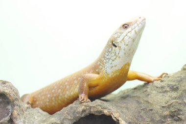 Büyük bir maymun günlük aktivitelerine başlamadan önce güneşleniyor. Doğal yaşam alanı Papua Yeni Gine ve Avustralya olan bu sürüngenin bilimsel adı Bellatorias frerei 'dir.. 