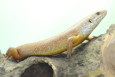 Büyük bir maymun günlük aktivitelerine başlamadan önce güneşleniyor. Doğal yaşam alanı Papua Yeni Gine ve Avustralya olan bu sürüngenin bilimsel adı Bellatorias frerei 'dir.. 