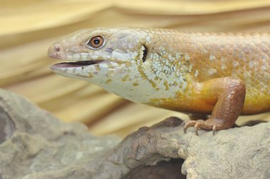 Büyük bir maymun günlük aktivitelerine başlamadan önce güneşleniyor. Doğal yaşam alanı Papua Yeni Gine ve Avustralya olan bu sürüngenin bilimsel adı Bellatorias frerei 'dir.. 