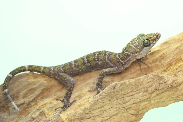 Gecko Lesa Hledá Kořist Suchém Kmeni Šíření Tohoto Gekona Vědeckým — Stock fotografie