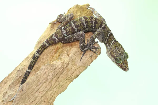 Forest Banded Gecko Looking Prey Dry Log Spread Gecko Which — Stock Photo, Image