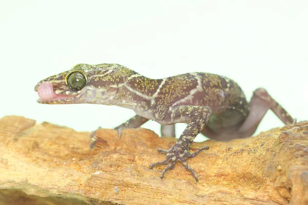 Gecko Bagué Est Recherche Proies Sur Tronc Sec Propagation Gecko — Photo