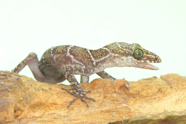 Forest Banded Gecko Looking Prey Dry Log Spread Gecko Which — Stock Photo, Image