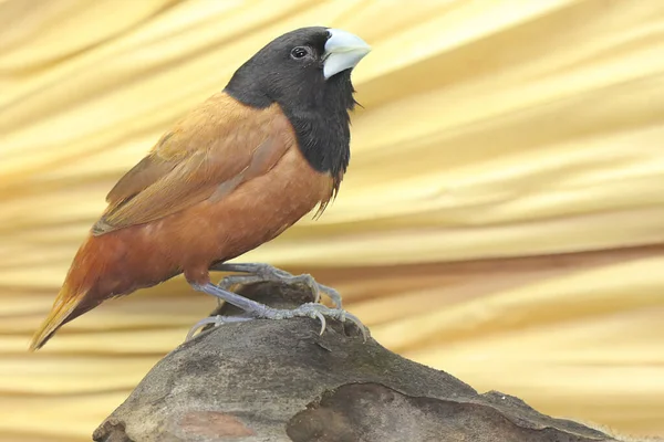 Svarthuvad Munia Lonchura Atricapilla Sitter Uppe Torr Stock — Stockfoto