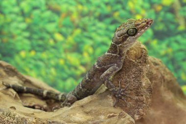 Orman şeritli bir kertenkele av arıyor. Bilimsel adı Cyrtodactylus consobrinus olan bu kertenkelenin Malezya Yarımadası, Borneo (Sarawak), Endonezya. 