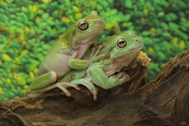 İki tombul ağaç kurbağası dinleniyor. Doğal yaşam alanı Papua, Endonezya 'da bulunan bu amfibik hayvanın bilimsel adı Litoria caerulea..