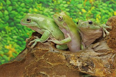 Üç tombul ağaç kurbağası dinleniyor. Doğal yaşam alanı Papua, Endonezya 'da bulunan bu amfibik hayvanın bilimsel adı Litoria caerulea.. 