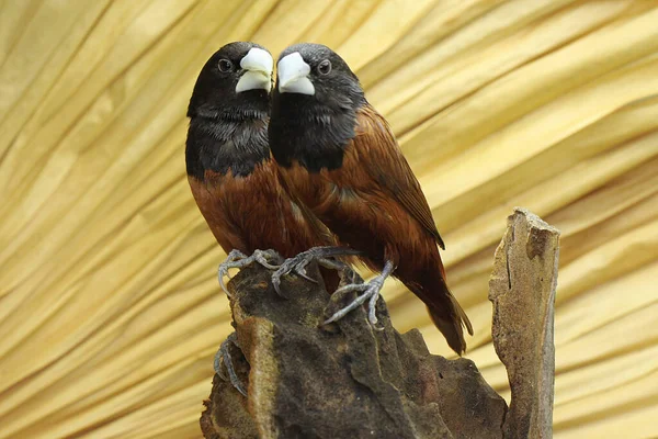 Een Paar Munia Kastanjes Zwarthoofdige Munitie Neergestreken Een Struik Deze — Stockfoto