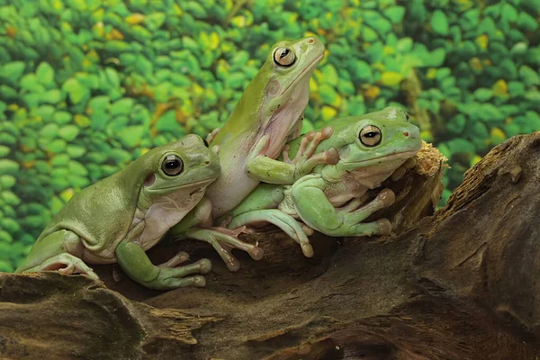 Три Унылые Древесные Лягушки Отдыхают Земноводное Животное Естественная Среда Обитания — стоковое фото