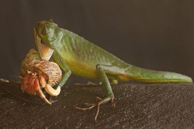 Salyangoz yiyen bir Sumatra kan emici kertenkele. Sumatra Adası, Endonezya 'dan gelen bu sürüngenin bilimsel adı Bronchocela hayeki.. 