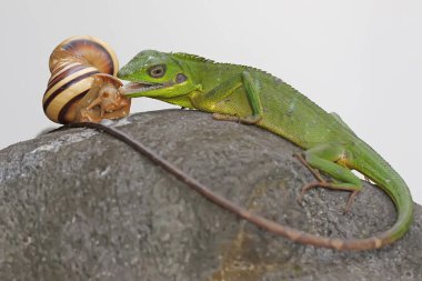 Salyangoz yiyen bir Sumatra kan emici kertenkele. Sumatra Adası, Endonezya 'dan gelen bu sürüngenin bilimsel adı Bronchocela hayeki.. 