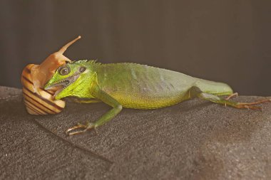 Salyangoz yiyen bir Sumatra kan emici kertenkele. Sumatra Adası, Endonezya 'dan gelen bu sürüngenin bilimsel adı Bronchocela hayeki.. 