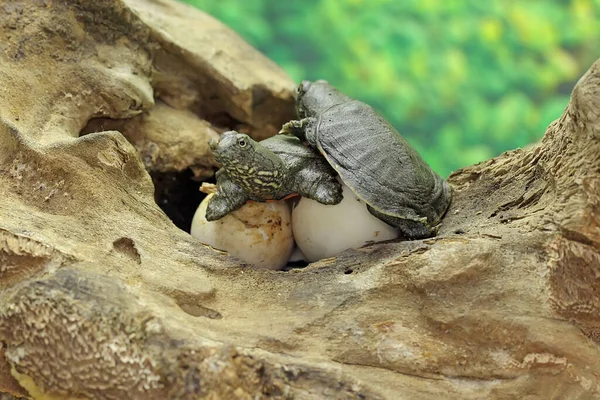 Duas Tartarugas Concha Macia Asiáticas Amyda Cartilaginea Recém Eclodiram Ovos — Fotografia de Stock