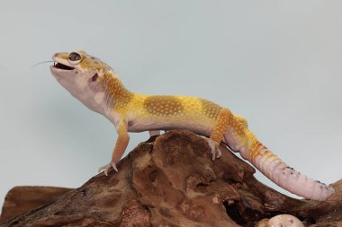 Bir Leopar kertenkelesi kuru tahtada bir cırcır böceğini avlıyor. Çekici renklere sahip sürüngenlerin bilimsel adı Eublepharis macularius 'dur.. 