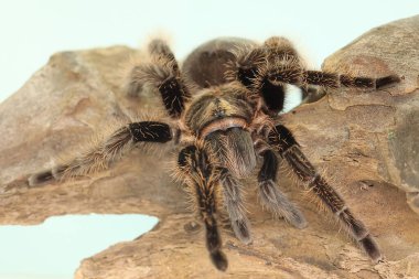 Bir tarantula saldırgan davranışlar sergiliyor. Tüm türler zehirlidir, ama insanlar için ölümcül değildir.. 